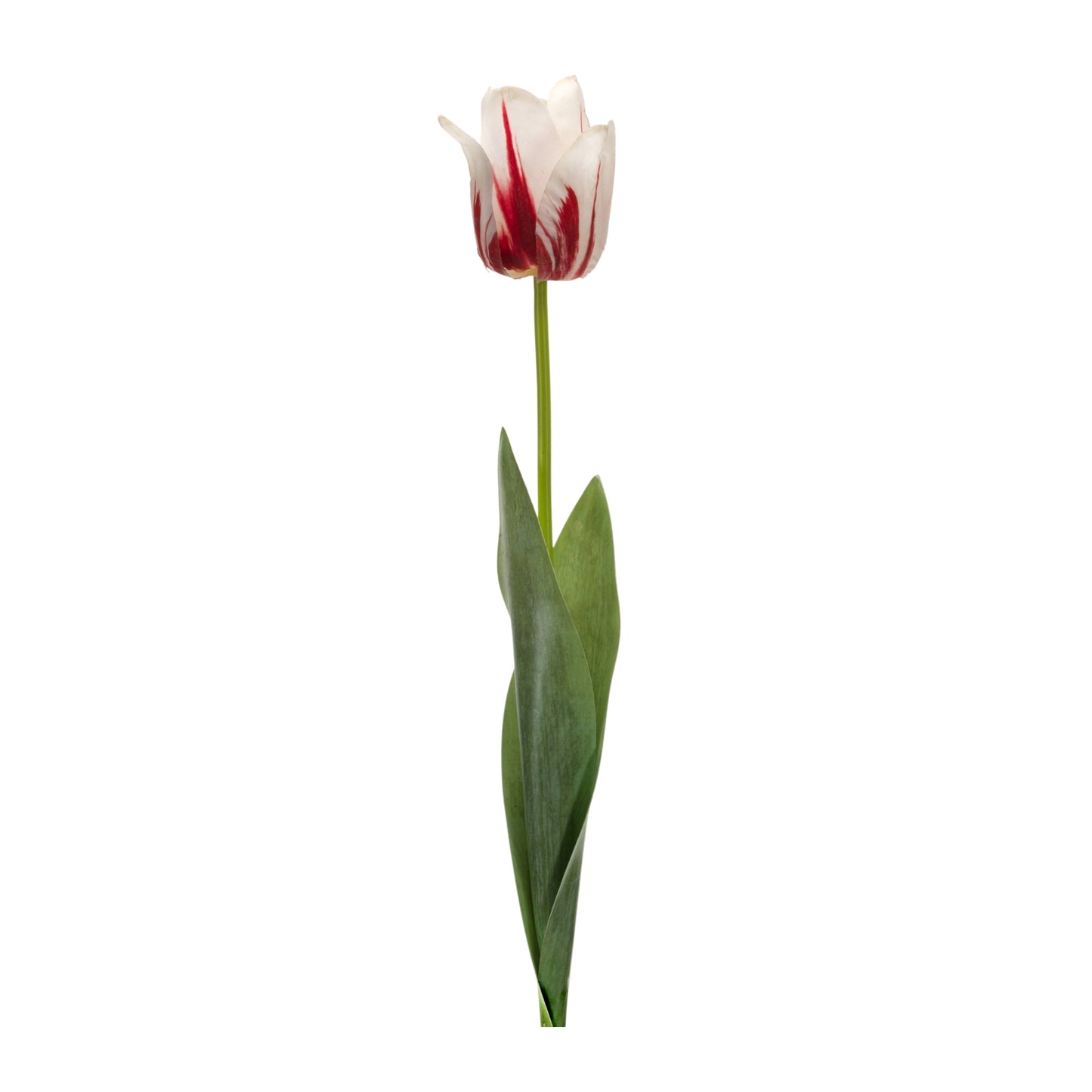 Tulip Stem (Set of 6) 27"H Polyester/Plastic